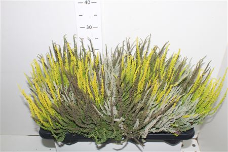 <h4>Callu Gg Trio Gi Gem</h4>