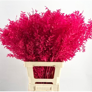 Dried Bleached Ruscus Coral h%*