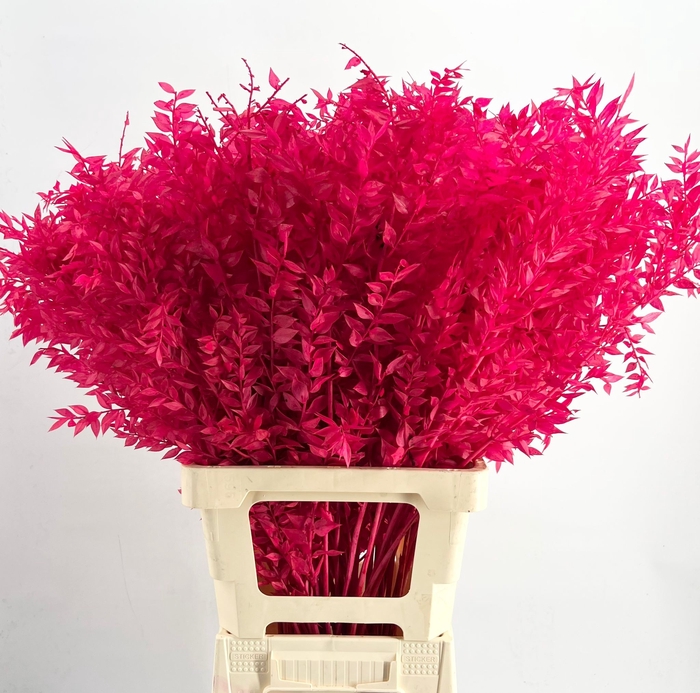 <h4>dried Ruscus Bleached Coral*</h4>