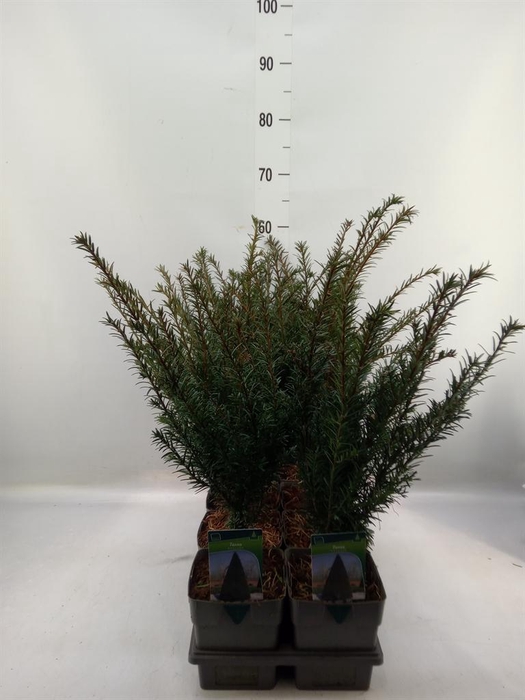 <h4>Taxus baccata</h4>