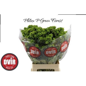 Phlox P Green Forest