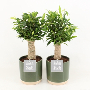 Ficus Benjamina Natasja in Julia keramiek pot