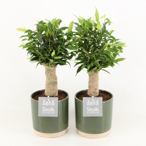 Ficus Benjamina Natasja in Julia keramiek pot