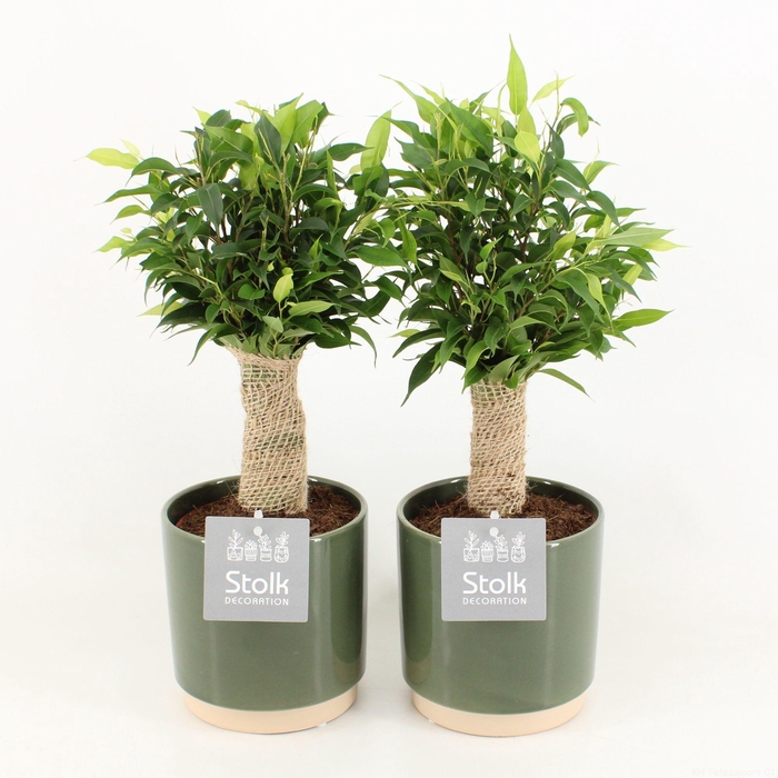 <h4>Ficus Benjamina Natasja in Julia keramiek pot</h4>