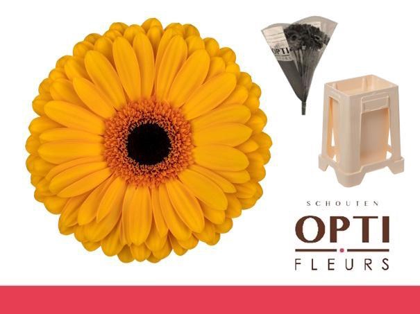 <h4>Gerbera Oaklyn Water</h4>
