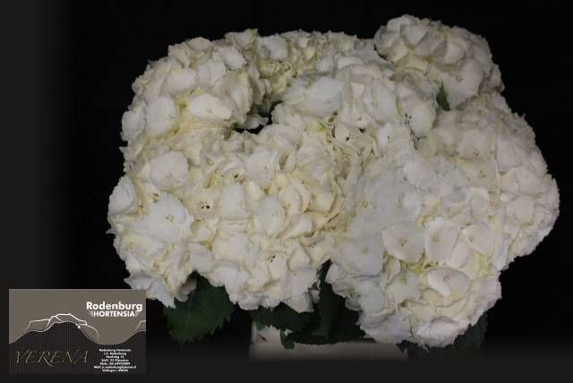 <h4>HYDR M CH WHI VERENA</h4>