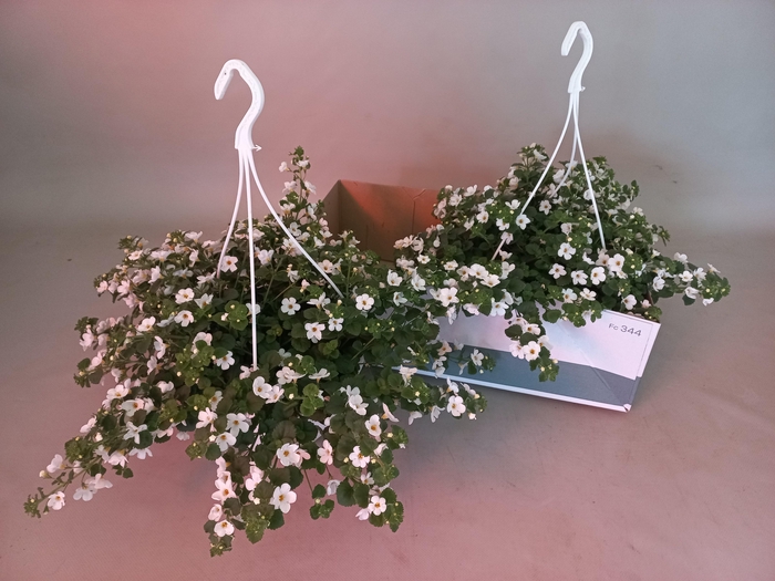 <h4>SUT BA CA HOT WHITE</h4>