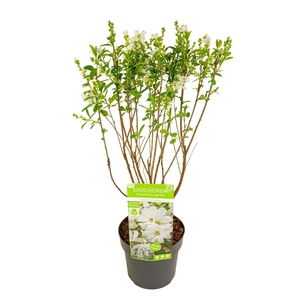 Exochorda r. 'Magical Springtime' ®