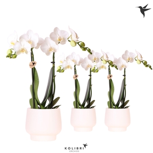 Kolibri Orchids Phalaenopsis white 2 spike in Scandic pot white