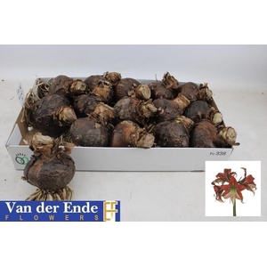 BLOEMBOL HIPPEASTRUM