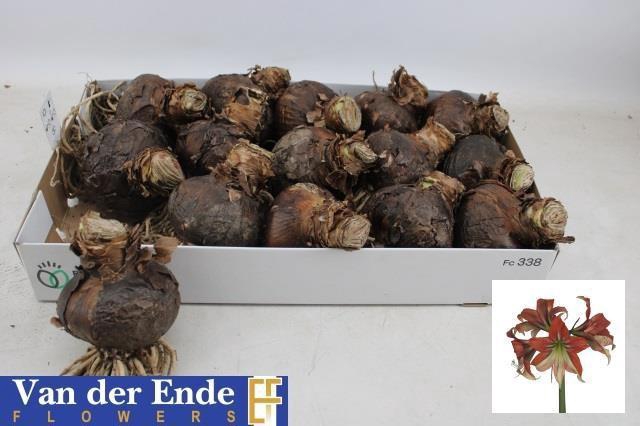 <h4>BLOEMBOL HIPPEASTRUM</h4>