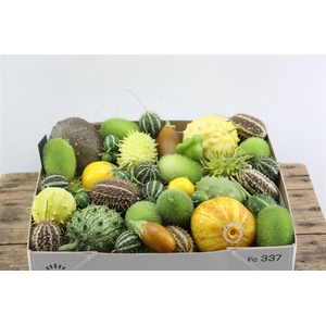 Sier Cucumis Mix Orange Hol X4
