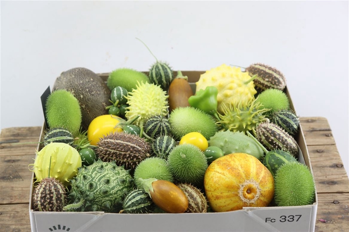 <h4>Sier Cucumis Mix Spec Orange Hol X4</h4>
