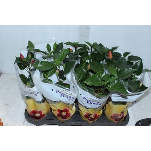 HIBISQS P13