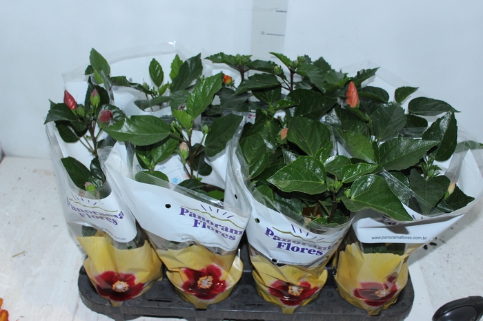 <h4>HIBISQS P13</h4>