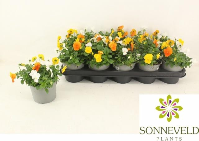 <h4>VIO CO SORBET GEM</h4>