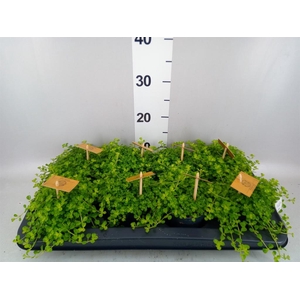 Pilea depressa