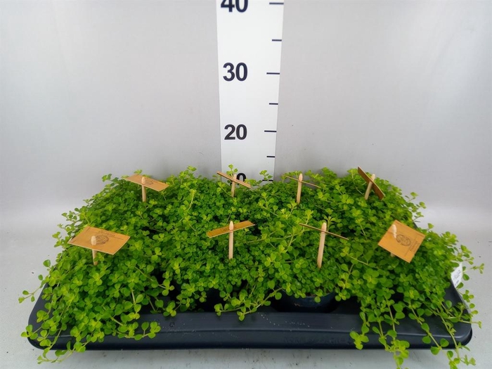 <h4>Pilea depressa</h4>