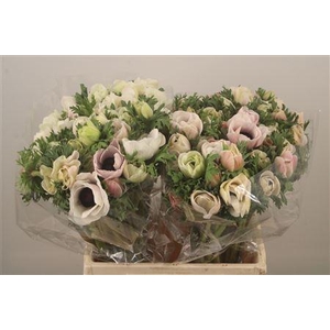 Anemone Mistral White