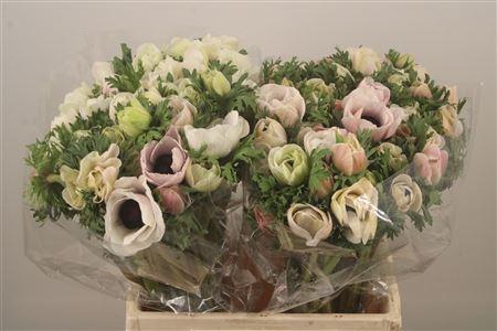 <h4>Anemone Mistral White</h4>