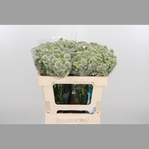 Astr Billion Star Xl