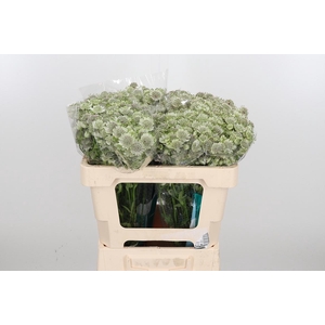 Astr Billion Star Xl