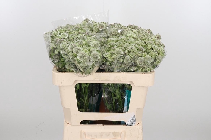 <h4>Astr Billion Star Xl</h4>