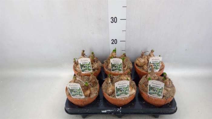 <h4>Leucojum aestivum</h4>