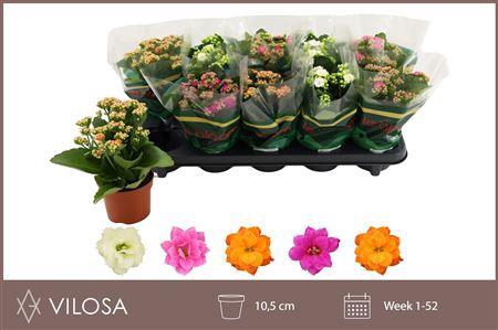 <h4>Kal Ge Gem 5 Kl</h4>