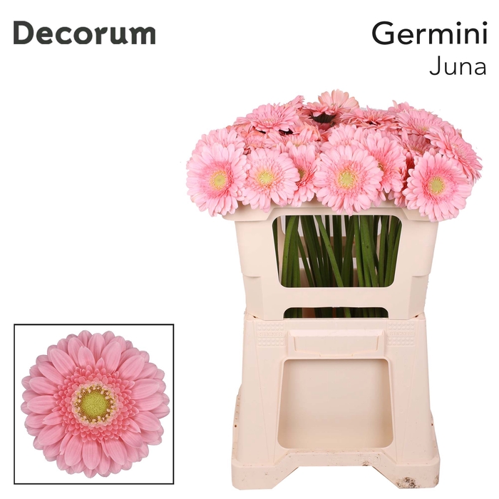 Germini Juna Water x60