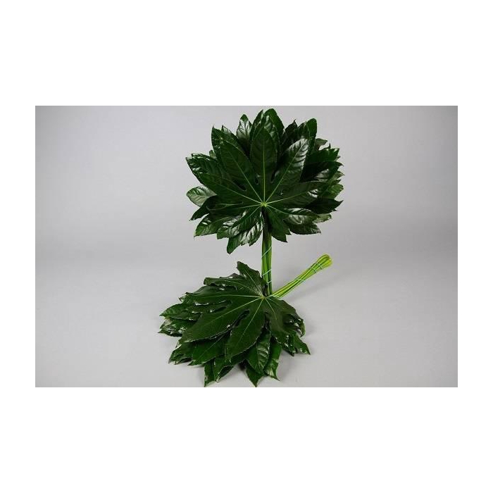 <h4>ARALIA 60 CM BROWN BOX</h4>