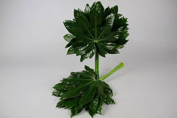 <h4>ARALIA 60 CM CORE</h4>