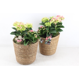 arr4 Outdoor MB - Mand rond naturel hort