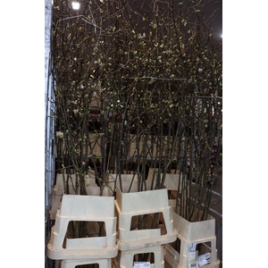 Chaenomeles Jap Salmon Pink 180 200cm P Stem