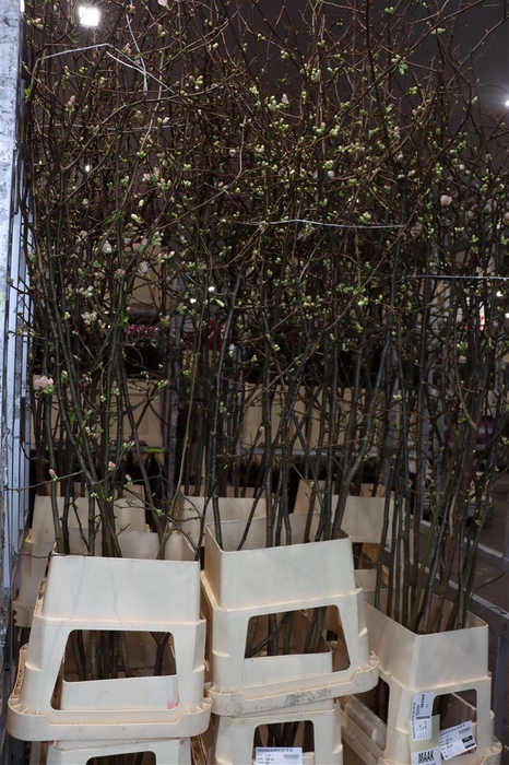 Chaenomeles Jap Salmon Pink 180 200cm