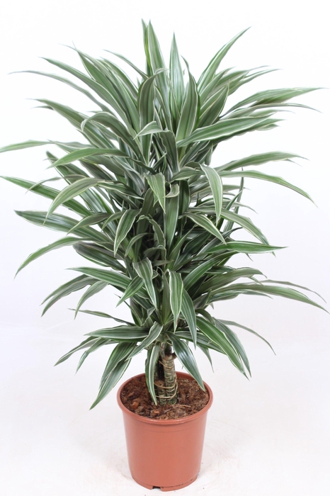 <h4>Dracaena Warneckei</h4>