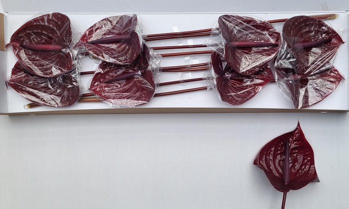 <h4>ANTH A NERO</h4>