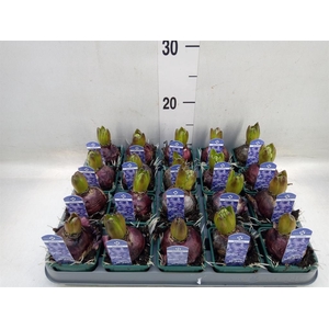 Hyacinthus orie. 'Aqua'