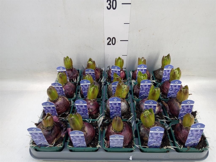 <h4>Hyacinthus orie. 'Aqua'</h4>