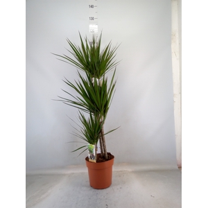 Dracaena marg.