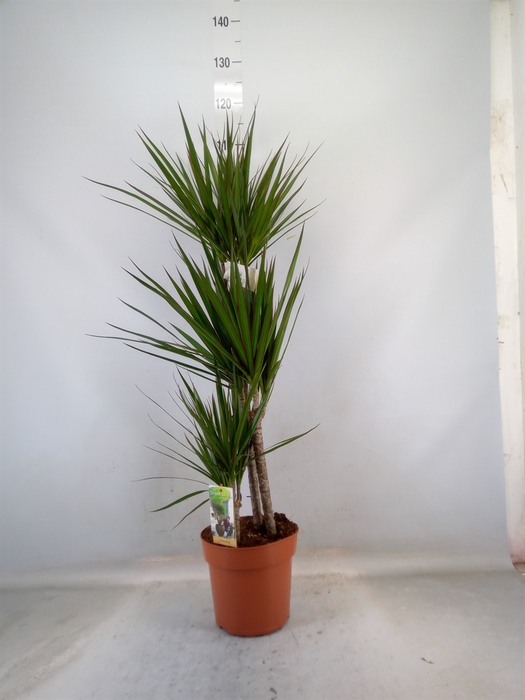 <h4>Dracaena marg.</h4>