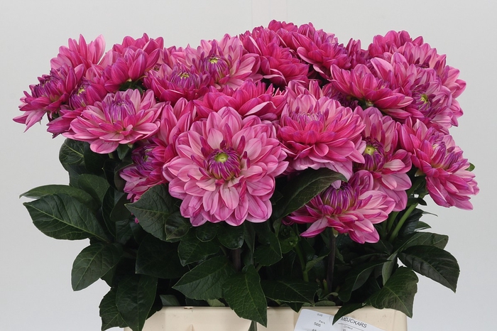 <h4>Dahlia Annamarie</h4>