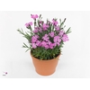 Dianthus Dinetta Pink