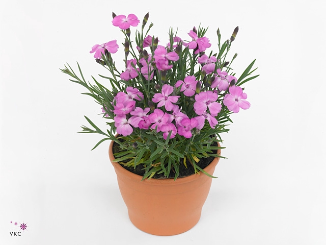Dianthus Dinetta Pink
