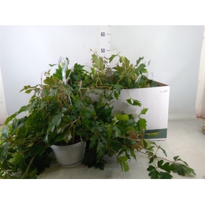 Cissus rhombifolia 'Ellen Danica'