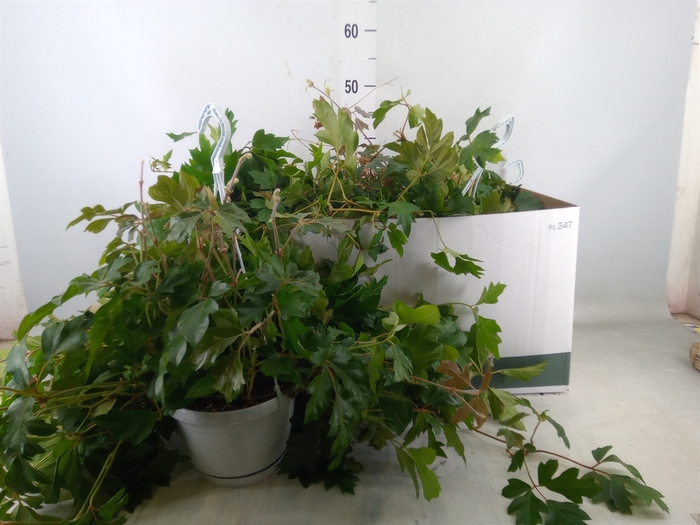 <h4>Cissus rhombifolia 'Ellen Danica'</h4>