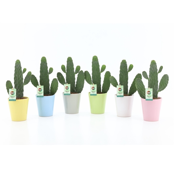 <h4>Opuntia rubescens Consolea in Pastel keramiek</h4>