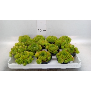Sempervivum   ...