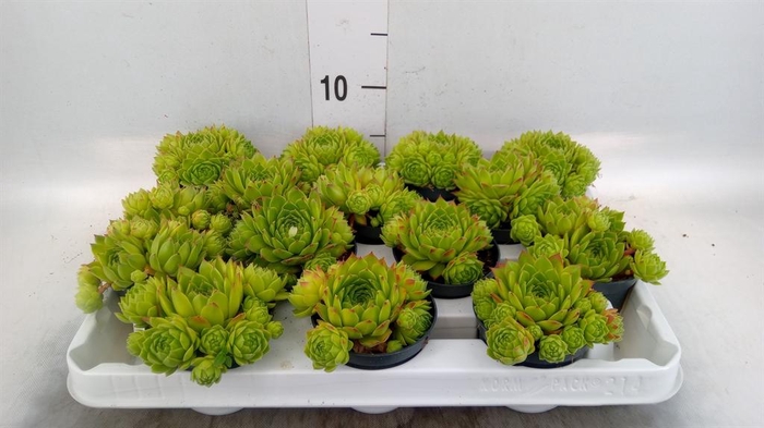 <h4>Sempervivum   ...</h4>