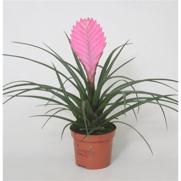 <h4>Tillandsia cyanea 'Anita'</h4>